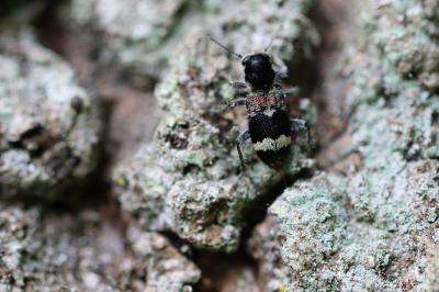 <i>Clerus mutillarius</i>