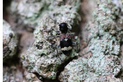 <i>Clerus mutillarius</i>