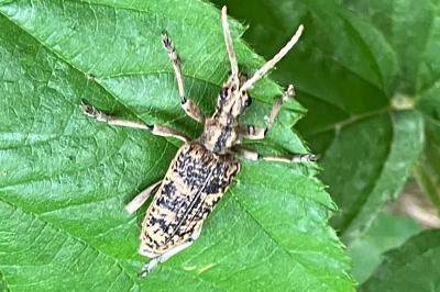 <i>Rhagium sycophanta</i>