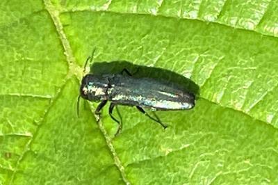 <i>Agrilus</i>