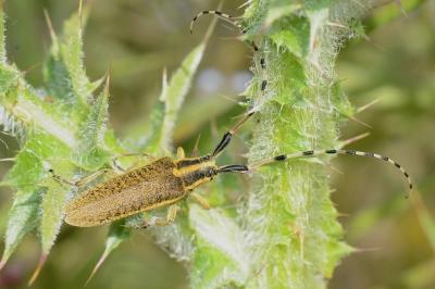 Agapanthia dahli