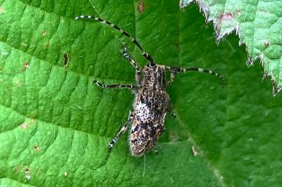 <i>Mesosa nebulosa</i>