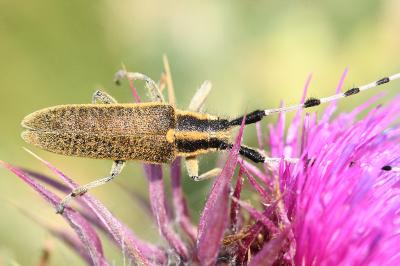 <i>Agapanthia dahli</i>