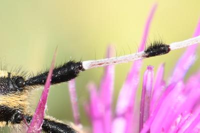 <i>Agapanthia dahli</i>