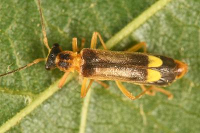 <i>Malthinus flaveolus</i>