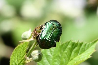 <i>Cetonia aurata</i>