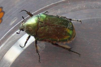 <i>Cetonia aurata</i>