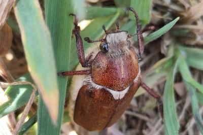 <i>Anoxia villosa</i>