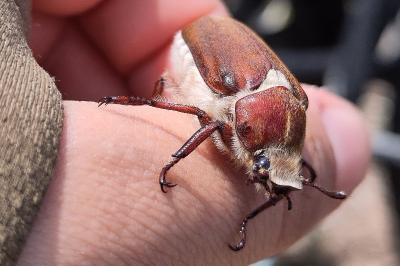 <i>Anoxia villosa</i>