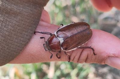 <i>Anoxia villosa</i>