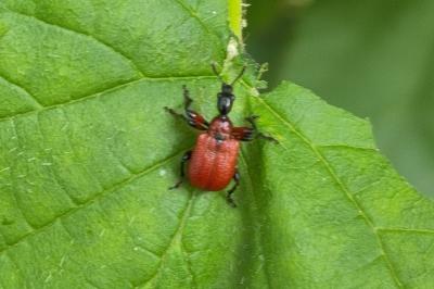 <i>Apoderus coryli</i>