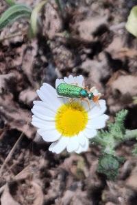 <i>Cerocoma schaefferi</i>