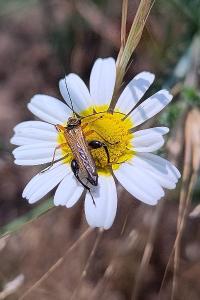 <i>Oedemera podagrariae</i>
