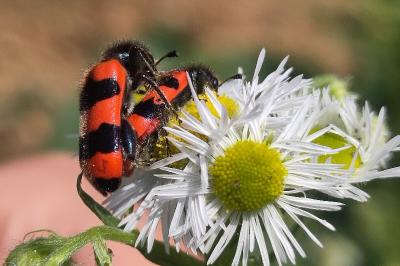 <i>Trichodes apiarius</i>