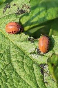 <i>Leptinotarsa decemlineata</i>