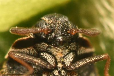 <i>Anthrenus fuscus</i>