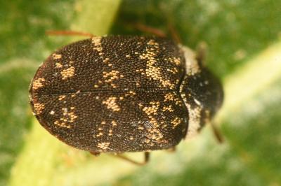 <i>Anthrenus fuscus</i>