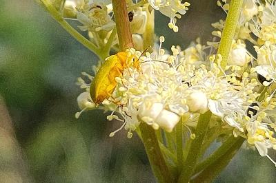 <i>Cteniopus sulphureus</i>