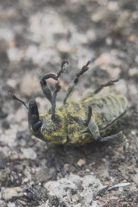 <i>Larinus turbinatus</i>