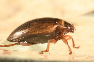 <i>Hygrotus impressopunctatus</i>