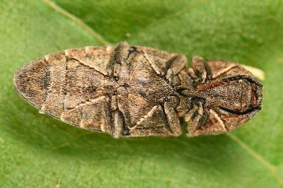 <i>Agrypnus murinus</i>