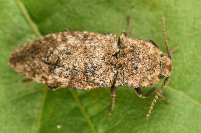 Agrypnus murinus