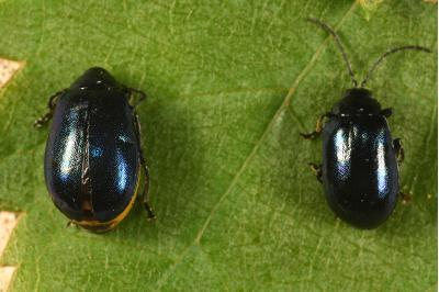 <i>Agelastica alni</i>