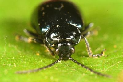 <i>Agelastica alni</i>