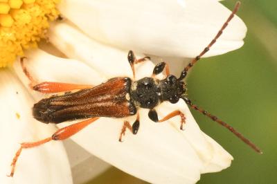 <i>Stenopterus rufus</i>