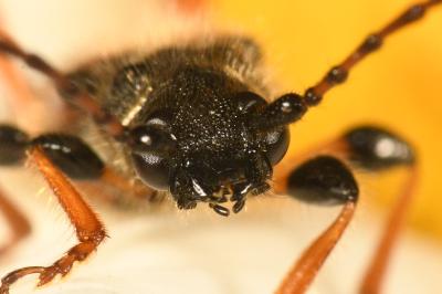<i>Stenopterus rufus</i>