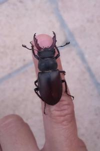 <i>Lucanus cervus</i>