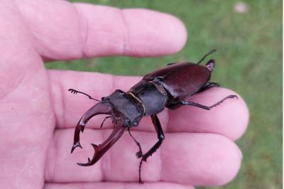 <i>Lucanus cervus</i>