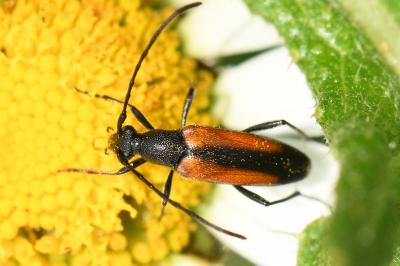 <i>Stenurella melanura</i>