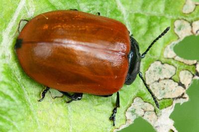 <i>Chrysomela populi</i>
