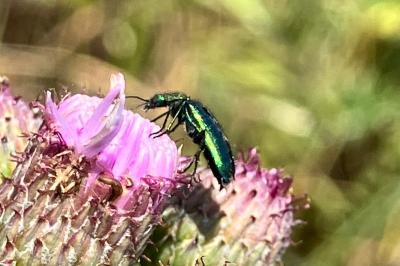 <i>Psilothrix viridicoerulea</i>