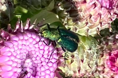 <i>Psilothrix viridicoerulea</i>
