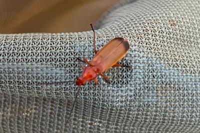 <i>Rhagonycha fulva</i>