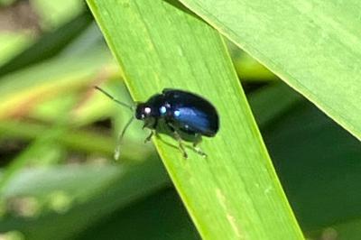 <i>Agelastica alni</i>