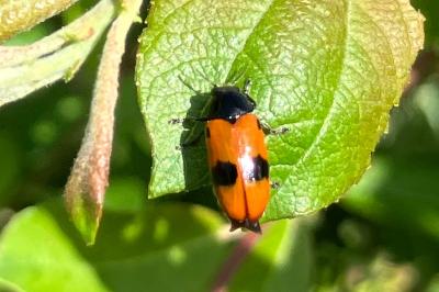 <i>Clytra laeviuscula</i>