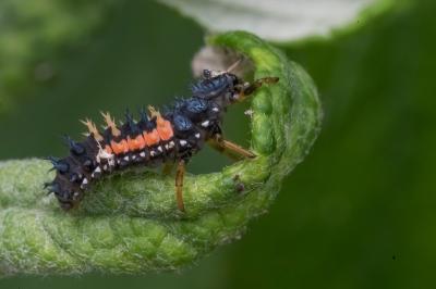 <i>Harmonia axyridis</i>