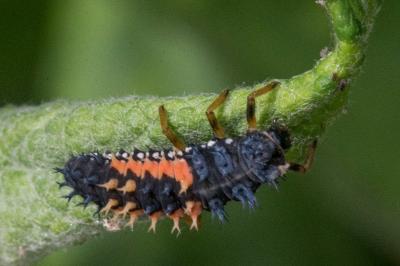 Harmonia axyridis
