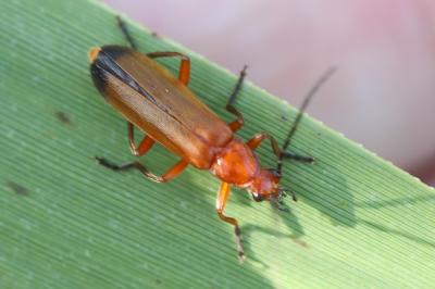 <i>Rhagonycha fulva</i>