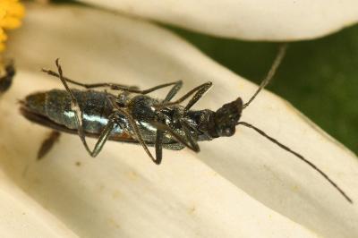 <i>Oedemera lurida</i>