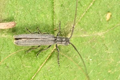 <i>Calamobius filum</i>