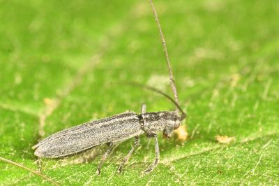 <i>Calamobius filum</i>