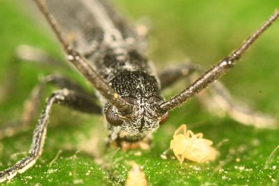 <i>Calamobius filum</i>