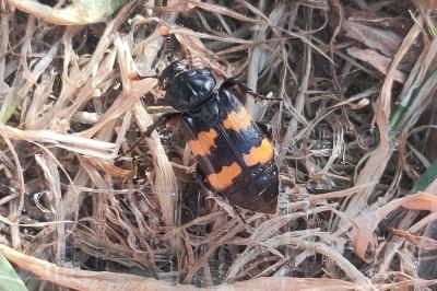 Nicrophorus interruptus