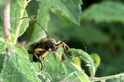 <i>Rutpela maculata</i>