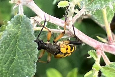 <i>Rutpela maculata</i>