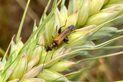 <i>Oedemera podagrariae</i>